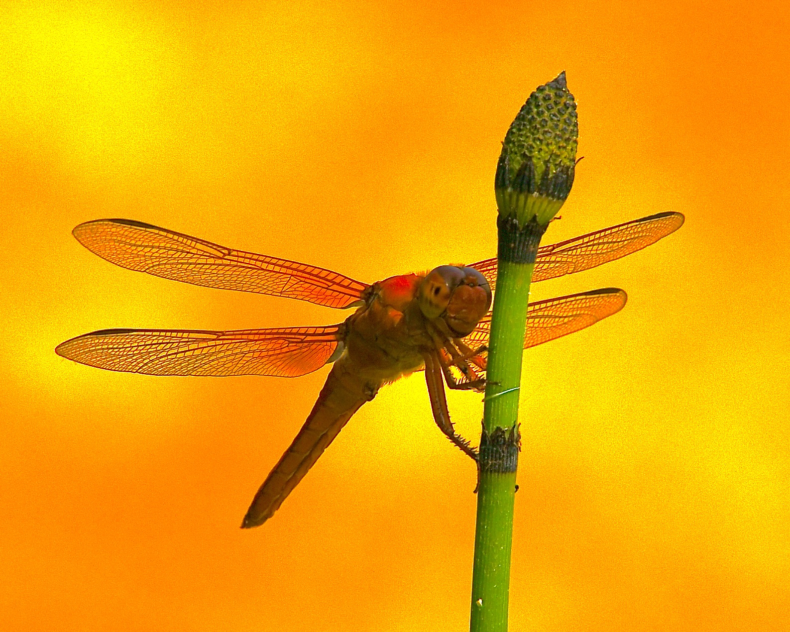 Dragonfly Sunrise