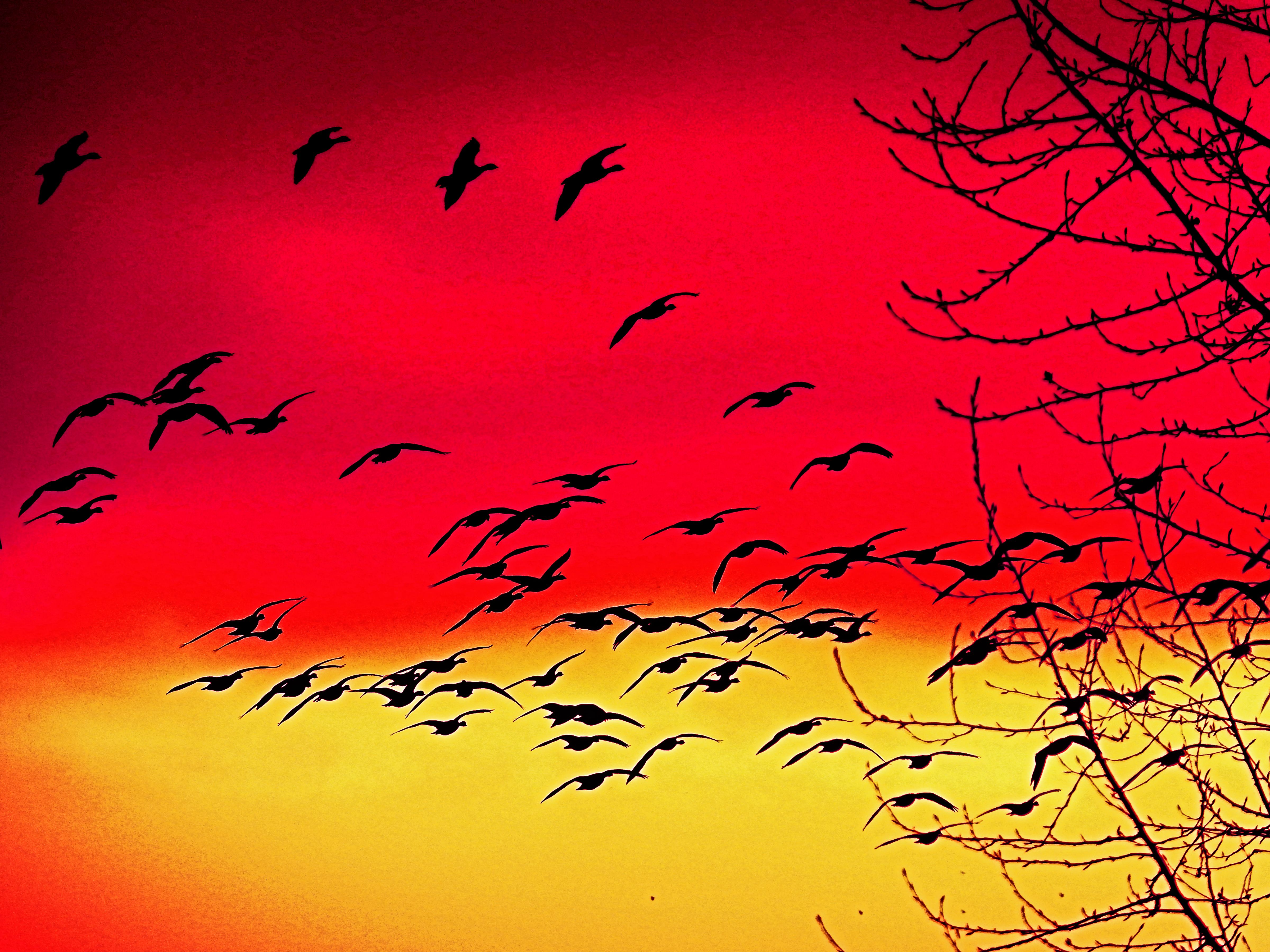 Silhouhetted Geese Fly Across A Sunset Sky