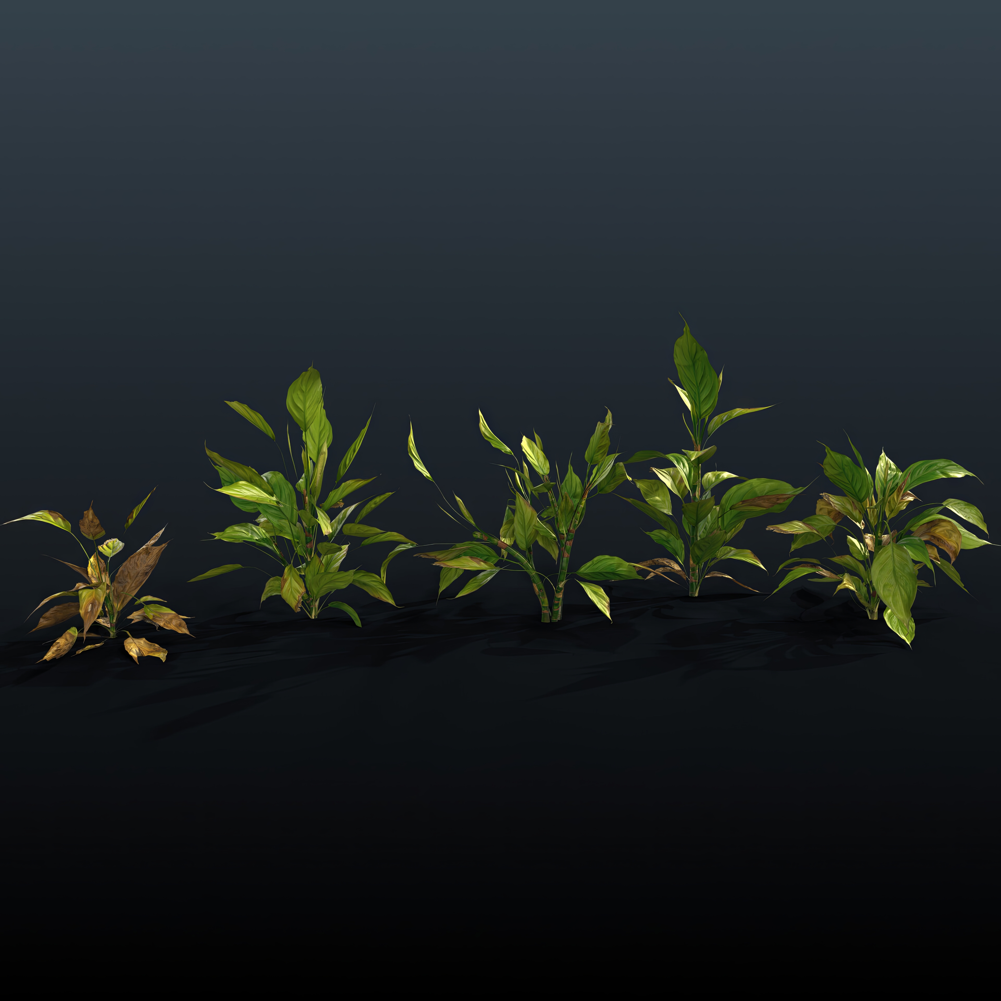 Botanical Dreamscape