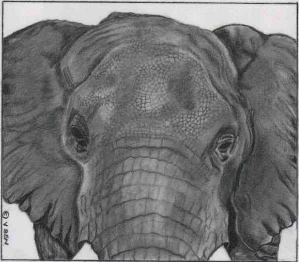 African Elephant